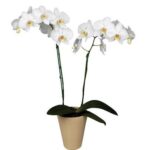 Orquídeas