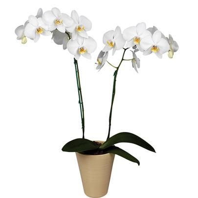 orquidea blanca