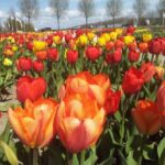 Así es cómo se cuidan los bulbos de tulipán
