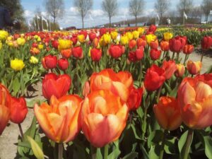 Tulipan