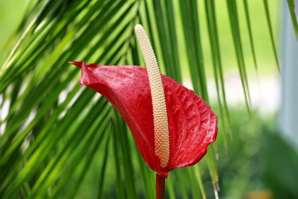 Cómo cuidar el Anthurium y mantenerlo siempre bello?