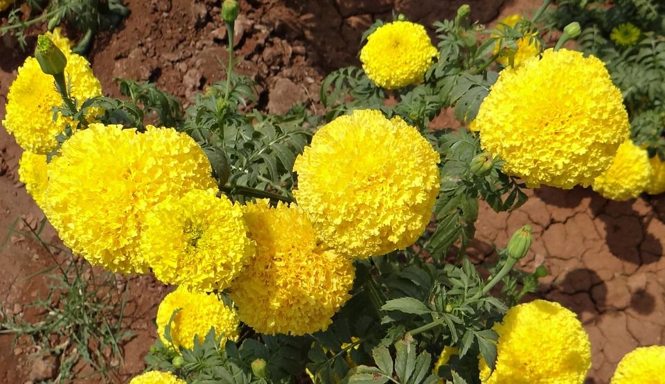 tagetes