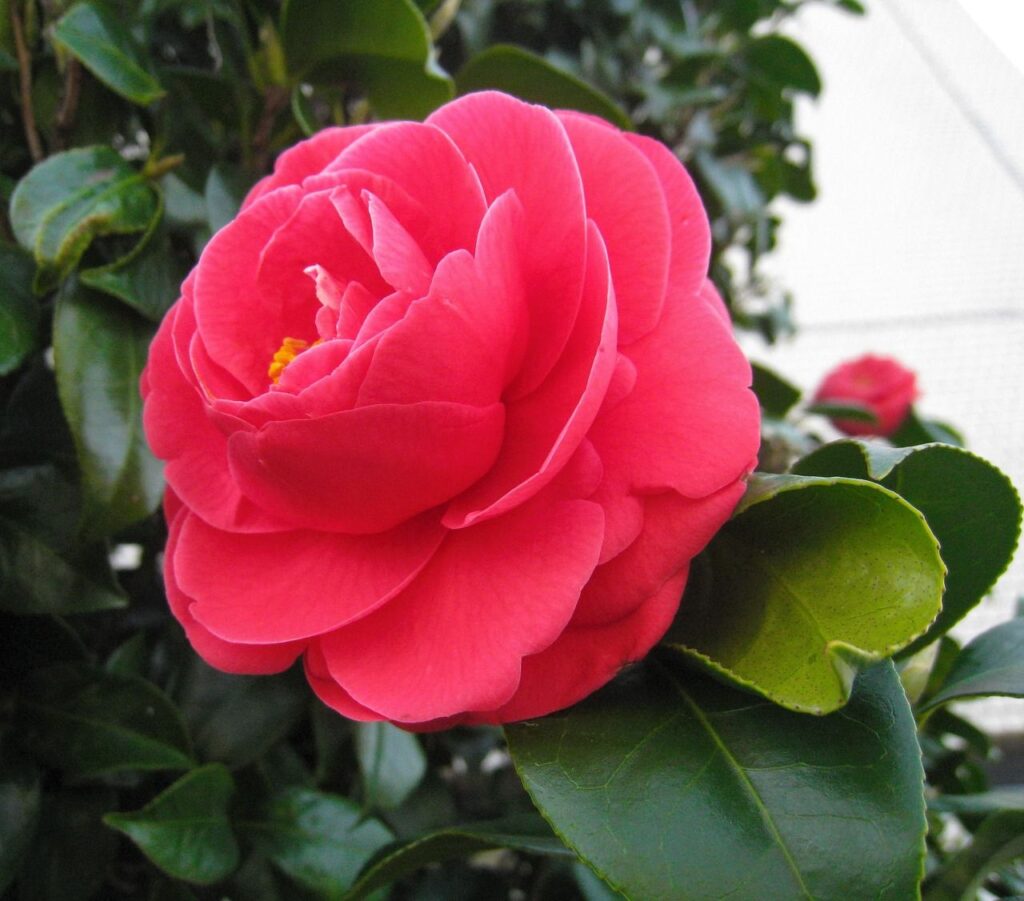 Características y cuidados de la Camellia japónica