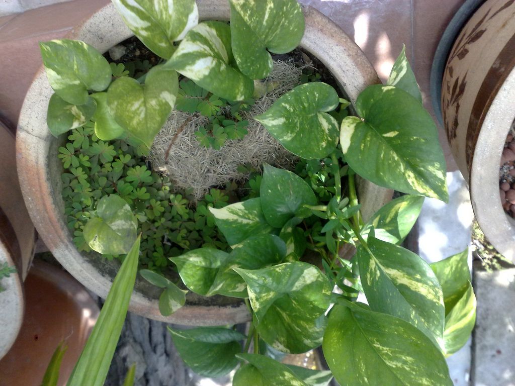 El Potus es una planta de interior atractiva y fácil de cultivar