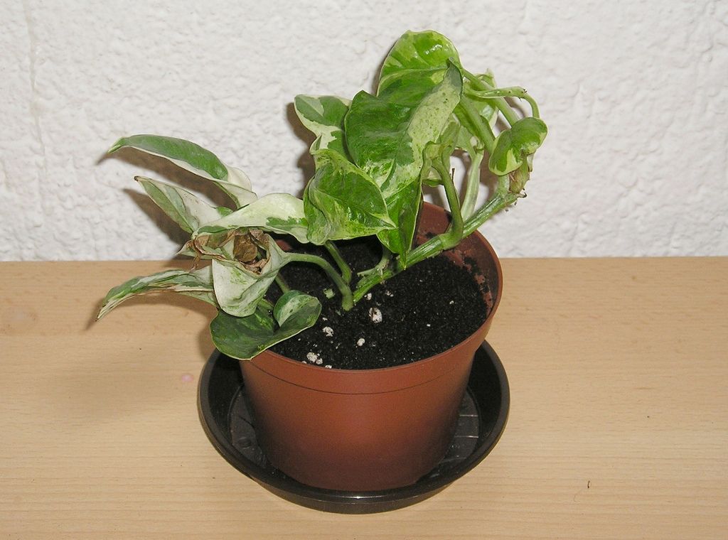 El Potus es una planta de interior atractiva y fácil de cultivar