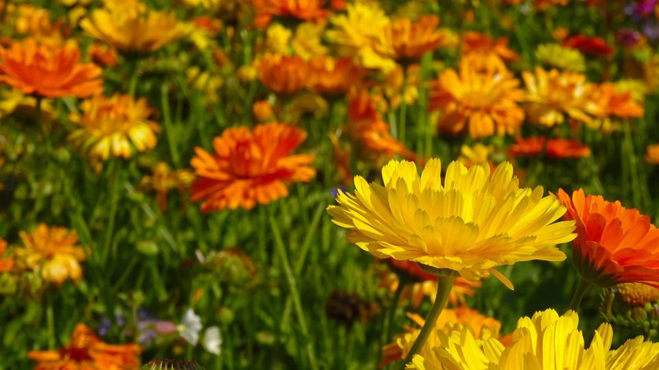 Caléndula, una planta rústica y florida que debes tener en tu jardín