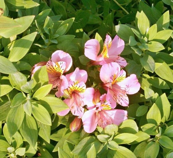 15+ Flor De Mayo Planta