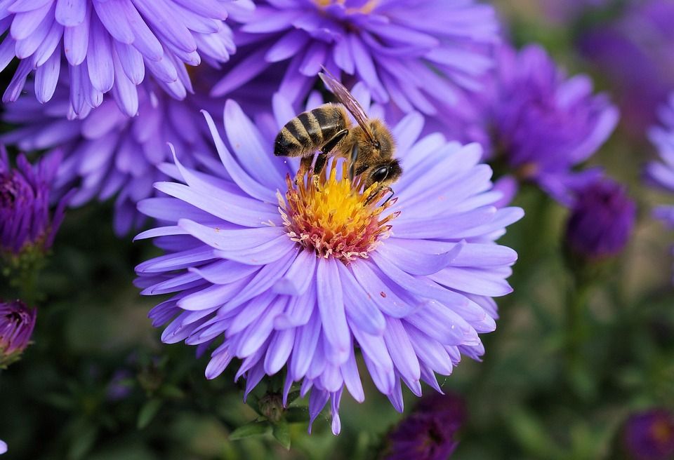 Cuáles son las flores preferidas de las abejas? ¡Conócelas!