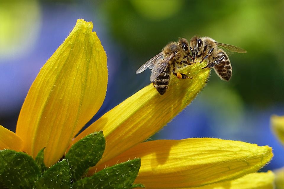 ¿Cuáles son las flores preferidas de las abejas? ¡Conócelas!