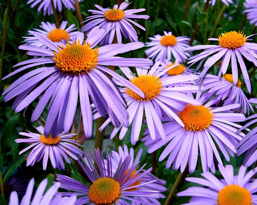 Conoce los cuidados del Aster, una flor hermosa ideal para ...