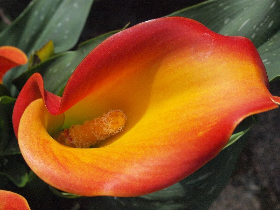 El Lirio de Agua es una bonita planta de llamativas flores