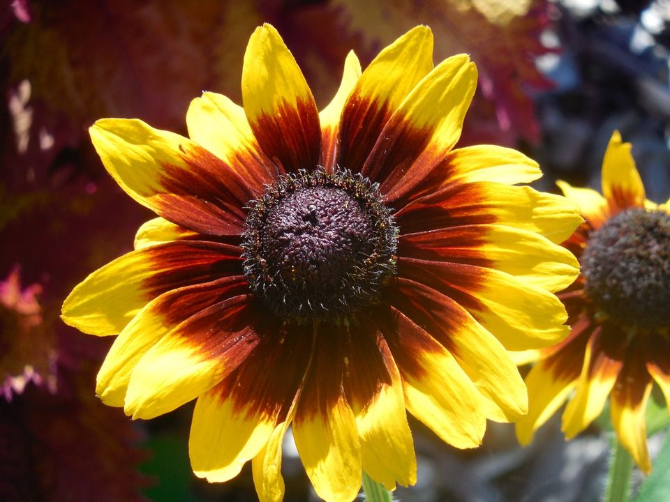 Rudbeckia, una planta con flores espectaculares para confeccionar ramos Rudbeckia, una planta con flores espectaculares para confeccionar ramos