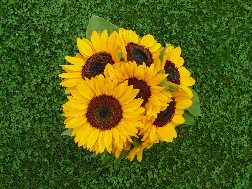 Girasol, una flor hermosa con un gran significado!!!