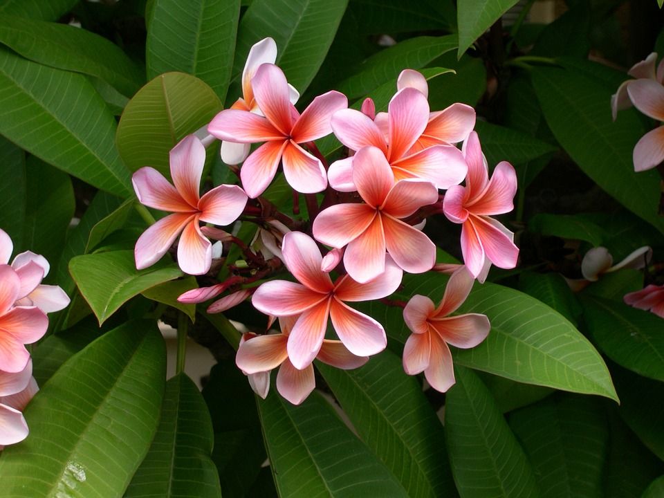 Cuidados de la Plumería, Frangipani o Flor de mayo