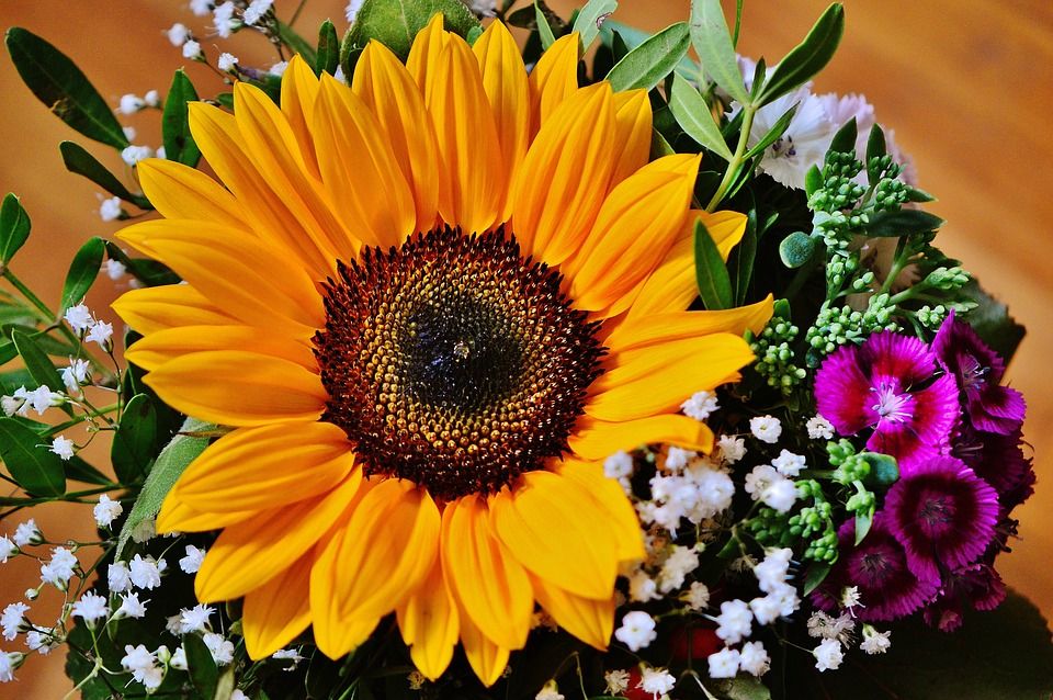 Girasol, una flor hermosa con un gran significado!!!