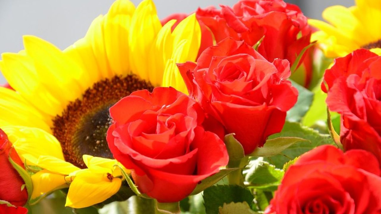 Girasol Imagenes De Flores Para Perfil De Whatsapp - imagenes de whatsapp