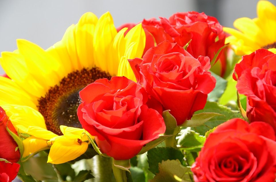 Girasol, una flor hermosa con un gran significado!!!