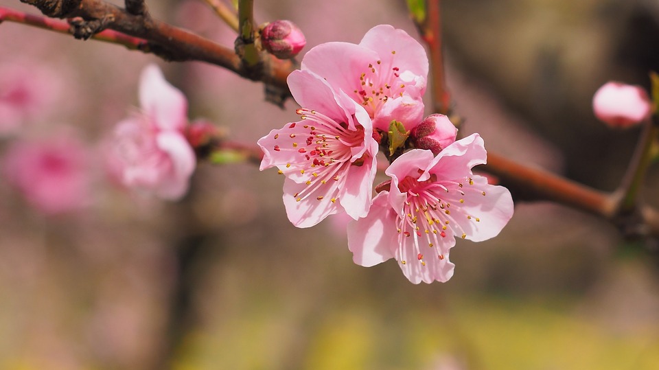 Cosas que no sabías sobre las flores de cerezo ¡Toma nota!