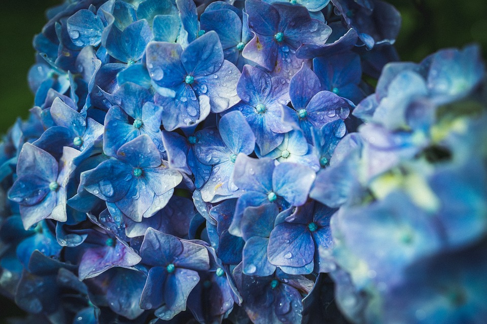 Descubre estas 7 impresionantes flores azules para tu jardín