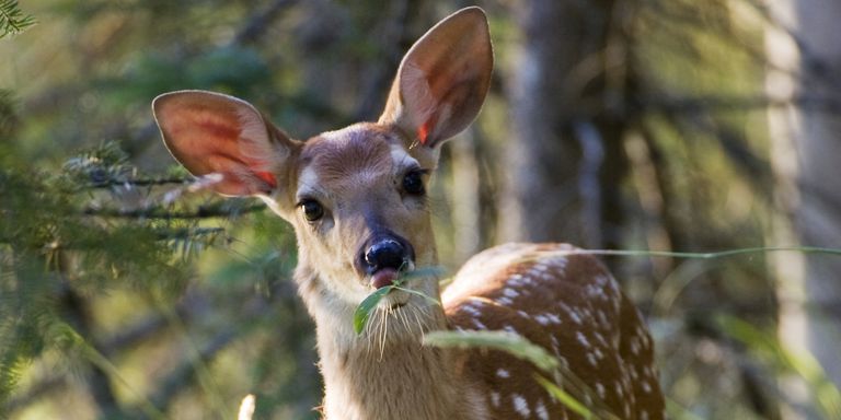 Mantén tu jardín protegido con estas plantas resistentes a los ciervos