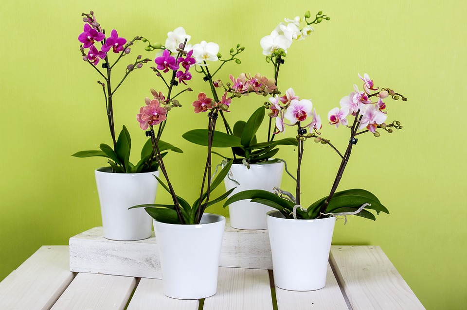 Simbolismo y significado de las orquídeas ¡Toma nota!
