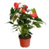 enviar anthurium rojo