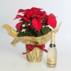 Enviar flor navidad con botella de cava