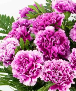 mandar claveles a domicilio