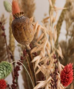 Ramo flores secas Poppy close up